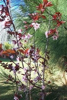 Ciruelo en flor