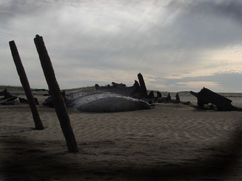 Punta Médanos: Un Rincón Natural en la Costa Argentina