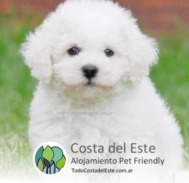 Costa del Este Alquileres que aceptan mascotas