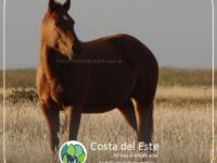 Caballo en Costa del Este