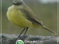 pajarito en la costa