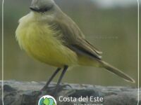 pajarito en la costa