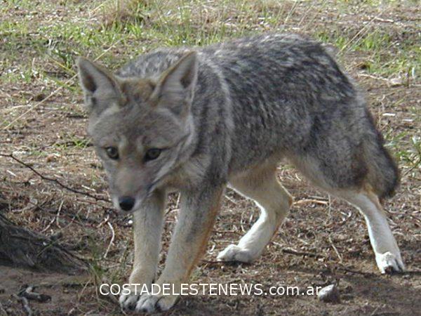 Zorro gris en La Costa