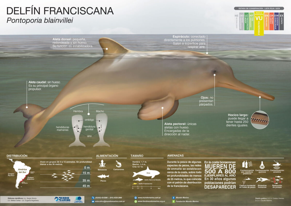 Delfín Franciscana Mundo Marino Infografía