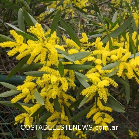 Acacias Longofilia de Costa del Este