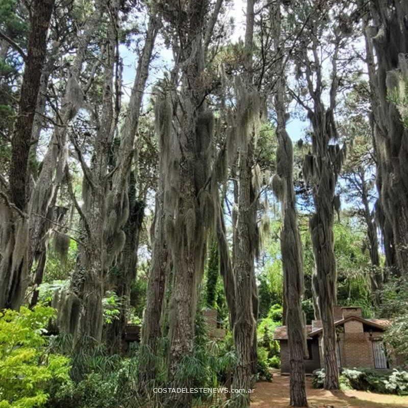 Tillandsia Usneoides o Barva de Viejo en los pinos del bosque de Costa del Este Buenos Aires Argentina