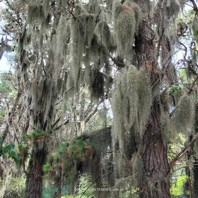 Tillandsia Usneoides o Barva de Viejo en los pinos del bosque de Costa del Este Buenos Aires Argentina