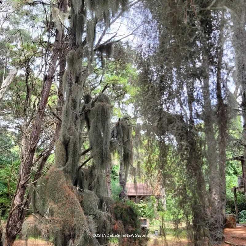 Tillandsia Usneoides o Barva de Viejo en los pinos del bosque de Costa del Este Buenos Aires Argentina
