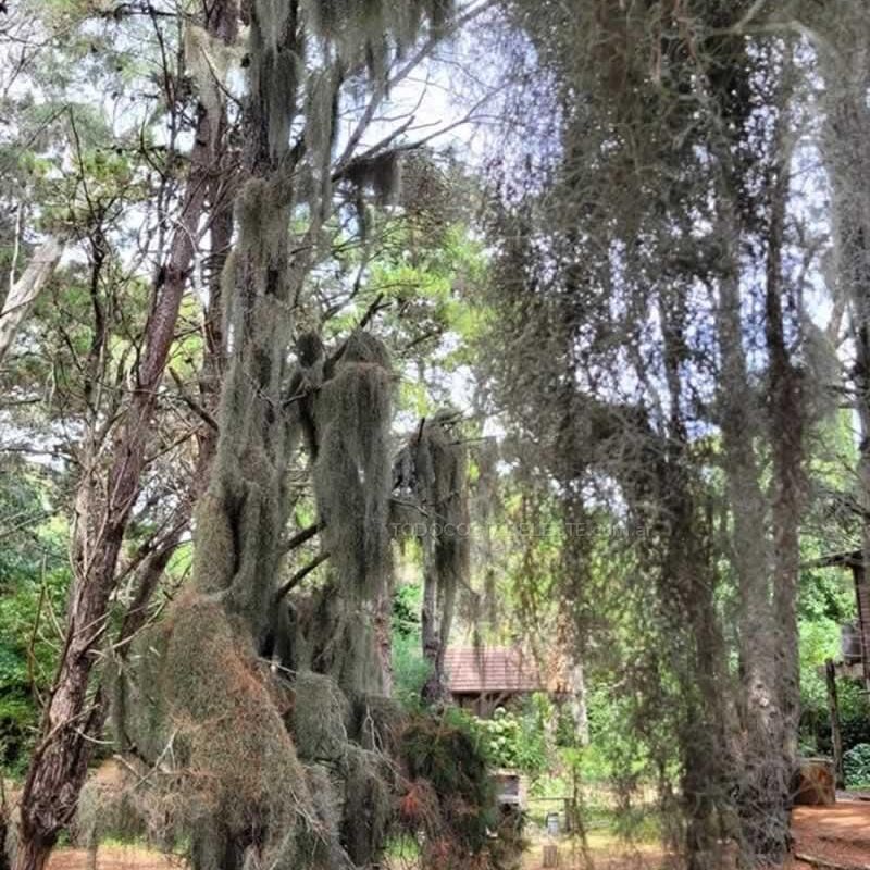 Tillandsia Usneoides o Barva de Viejo en los pinos del bosque de Costa del Este Buenos Aires Argentina