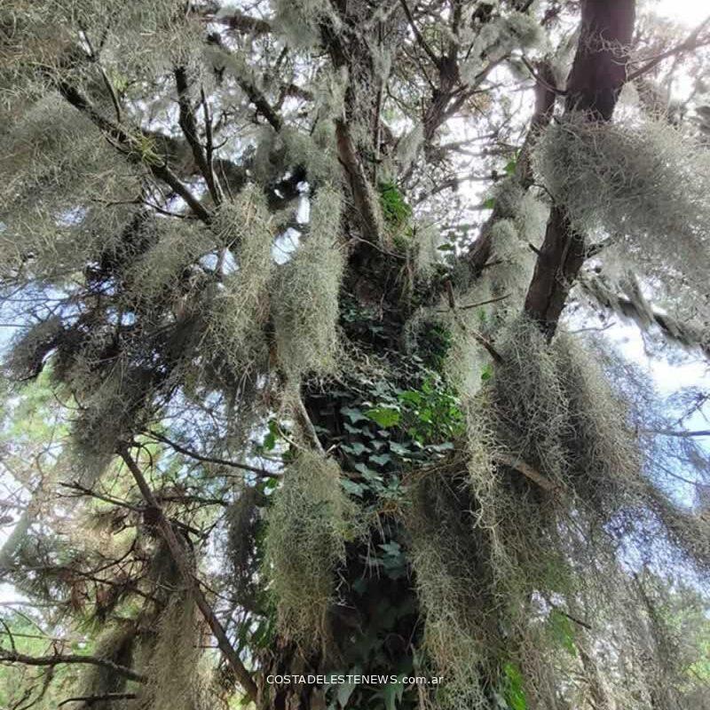 Tillandsia Usneoides o Barva de Viejo en los pinos del bosque de Costa del Este Buenos Aires Argentina