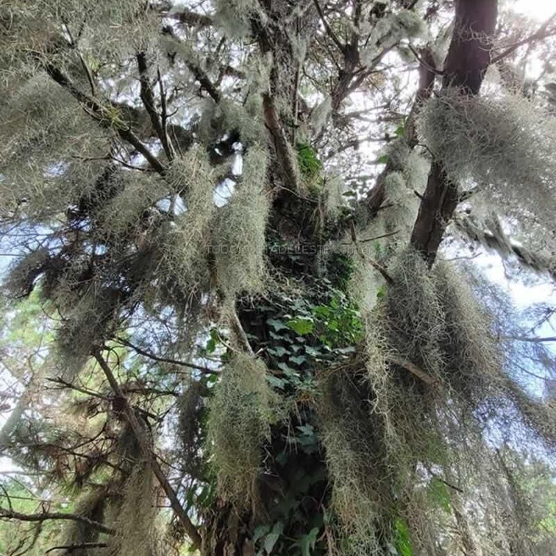 Tillandsia Usneoides o Barva de Viejo en los pinos del bosque de Costa del Este Buenos Aires Argentina