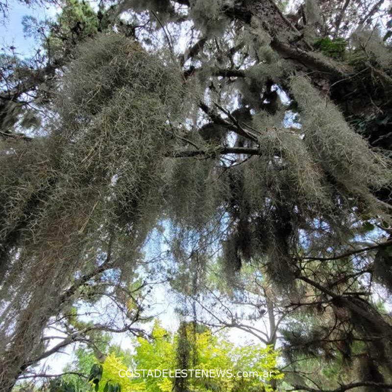 Tillandsia Usneoides o Barva de Viejo en los pinos del bosque de Costa del Este Buenos Aires Argentina