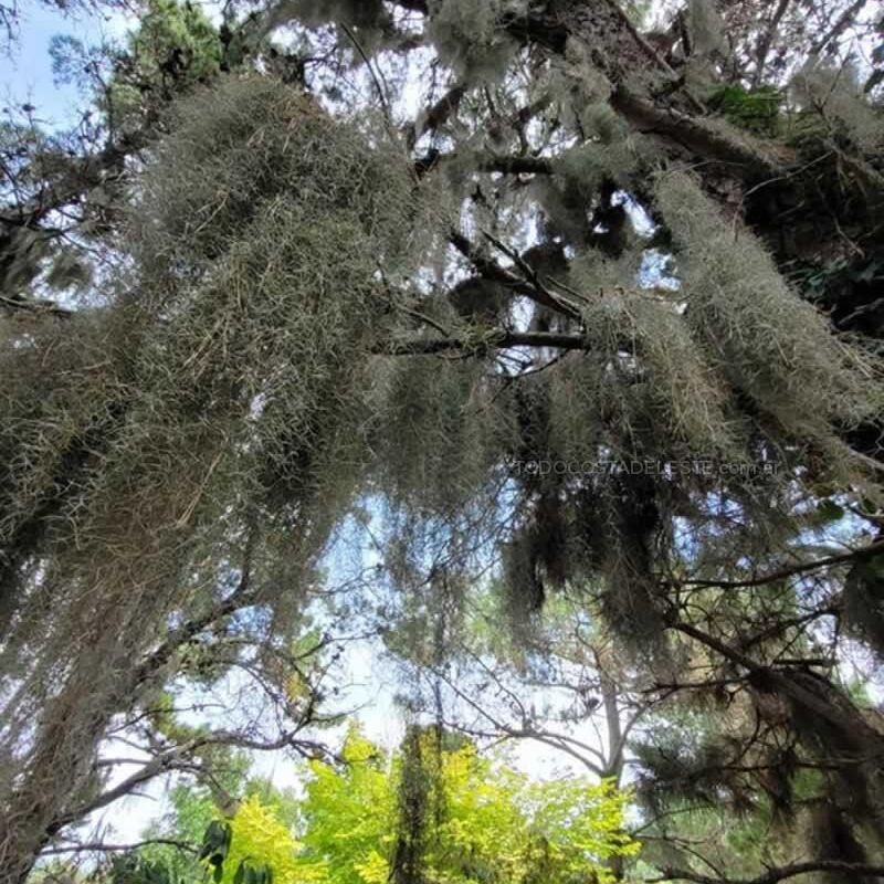 Tillandsia Usneoides o Barva de Viejo en los pinos del bosque de Costa del Este Buenos Aires Argentina