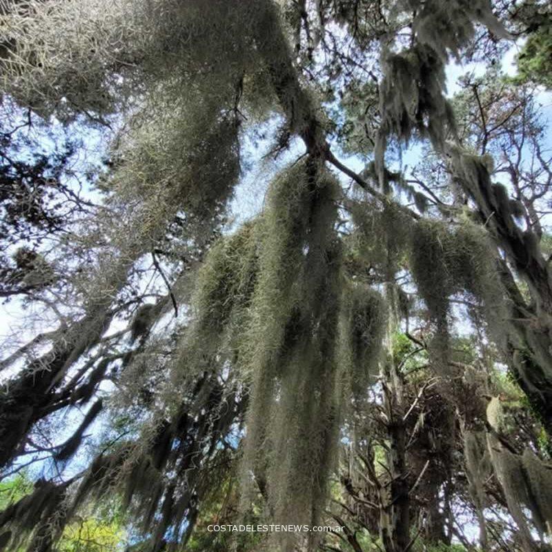 Tillandsia Usneoides o Barva de Viejo en los pinos del bosque de Costa del Este Buenos Aires Argentina