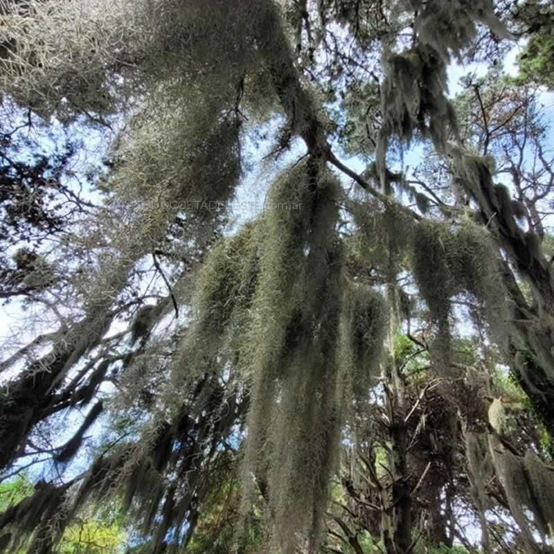 Tillandsia Usneoides o Barva de Viejo en los pinos del bosque de Costa del Este Buenos Aires Argentina