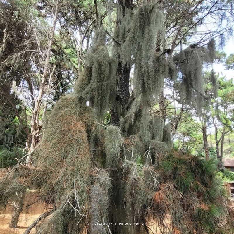 Tillandsia Usneoides o Barva de Viejo en los pinos del bosque de Costa del Este Buenos Aires Argentina