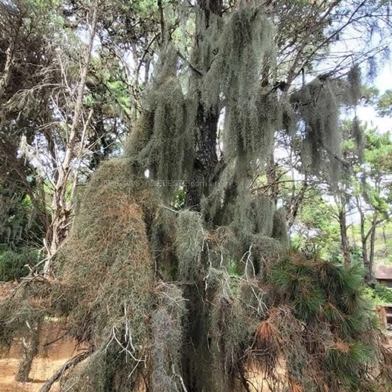 Tillandsia Usneoides o Barva de Viejo en los pinos del bosque de Costa del Este Buenos Aires Argentina