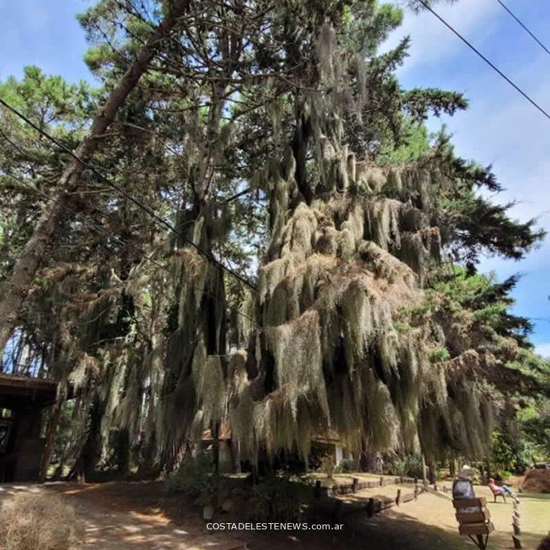 Tillandsia Usneoides o Barva de Viejo en los pinos del bosque de Costa del Este Buenos Aires Argentina