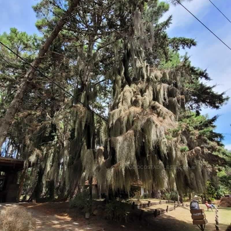 Tillandsia Usneoides o Barva de Viejo en los pinos del bosque de Costa del Este Buenos Aires Argentina