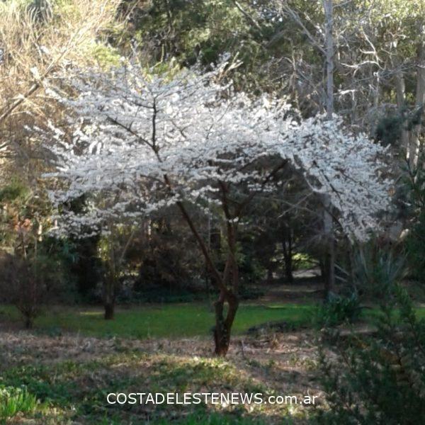 primavera a Costa del Este Ciruelo en flor