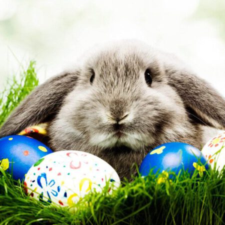 Pascuas Conejo Semana Santa