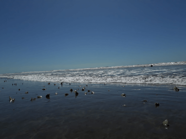 Almejas amarillas en recuperación en la playa de Costa del Este