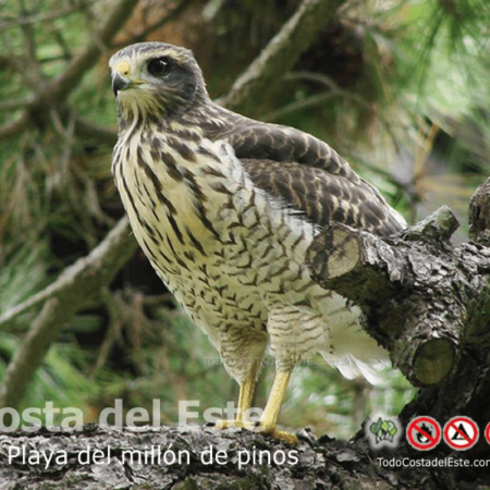 Taguató avistaje en Costa del Este