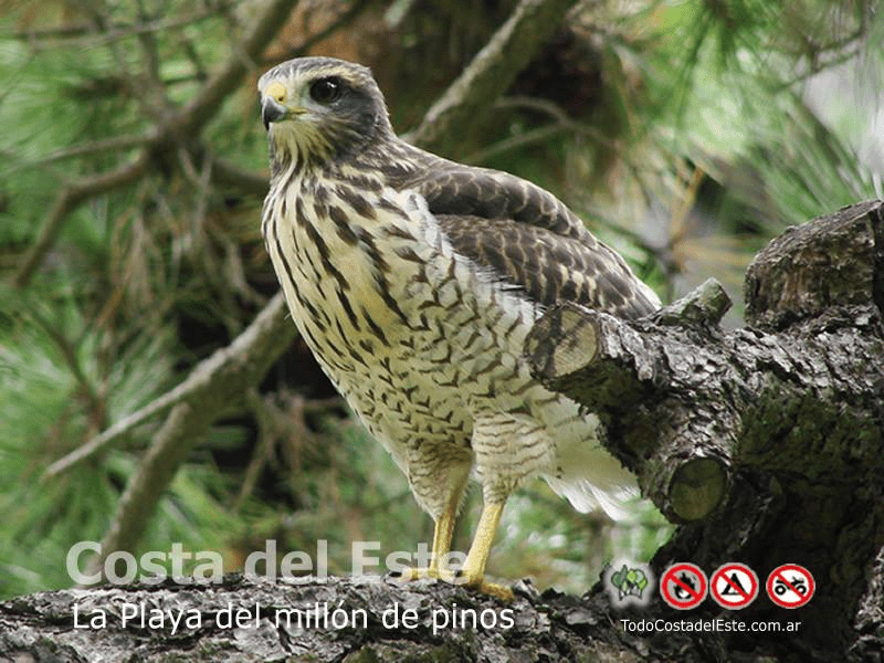 El avistamiento de un Taguato o Gargantillo juvenil, una experiencia única para los amantes de la observación de fauna.