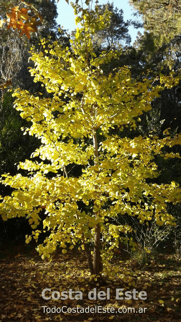 El increíble gingo biloba amarillo dorado, iluminando el paisaje con todo su esplendor.