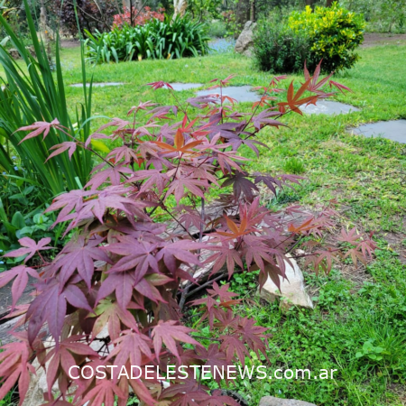 Consejos de Jardinería para Noviembre en Costa del Este