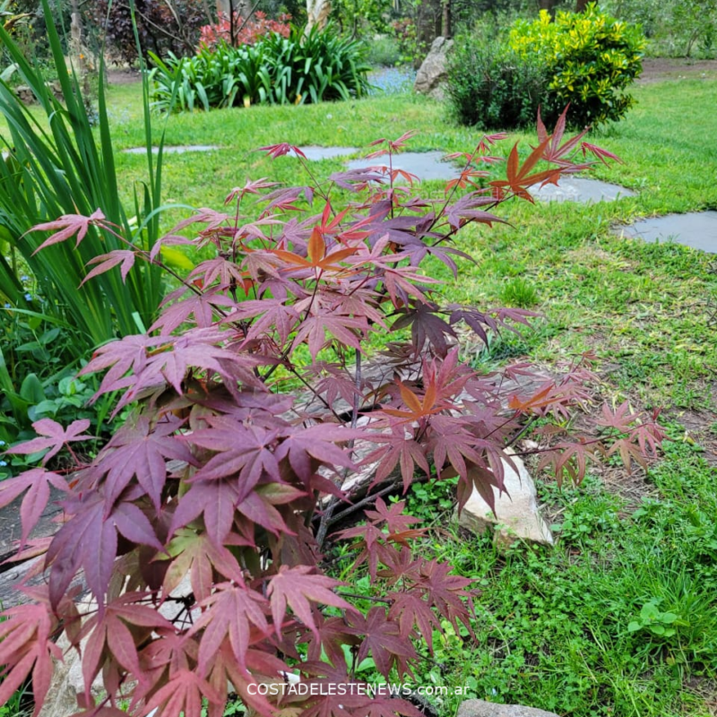 Consejos de Jardinería para Noviembre en Costa del Este