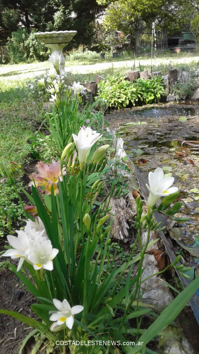 Consejos de jardinería para septiembre en La Costa
