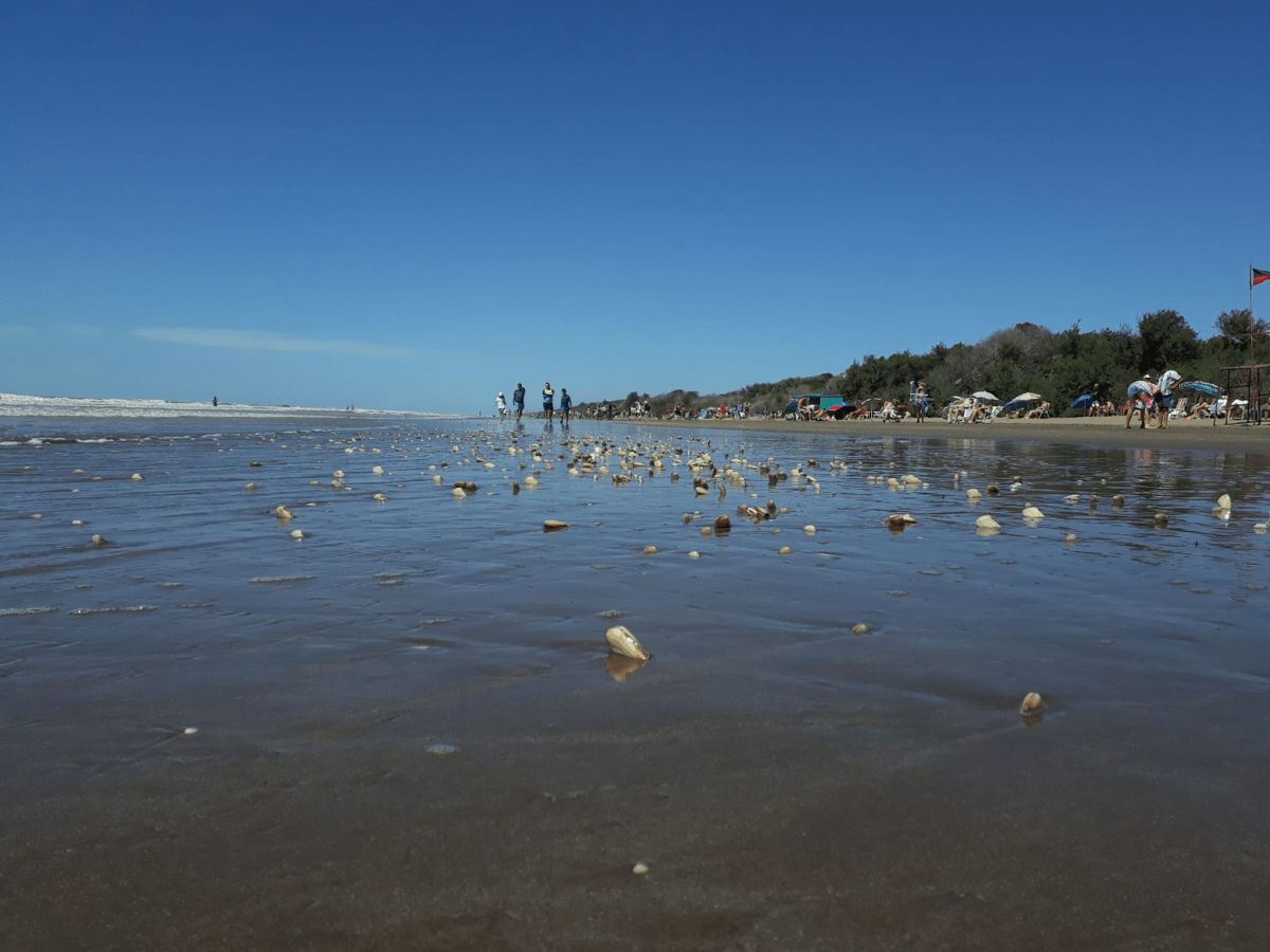 Almejas Amarillas en la playa de Costa del Este