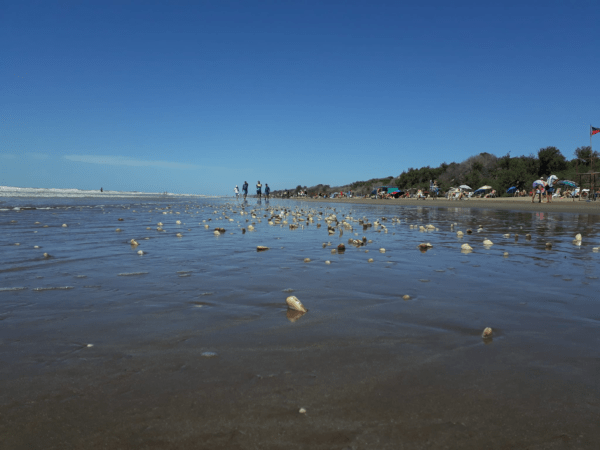 Daniel Larralde foto de las almejas en la playa de Costa del Este