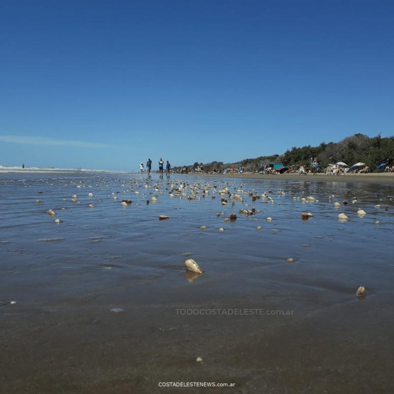 Almejas Amarillas en la playa de Costa del Este