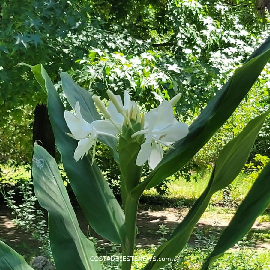 Consejos de jardinería para Febrero