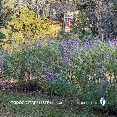 jardineria-junio-la-costa