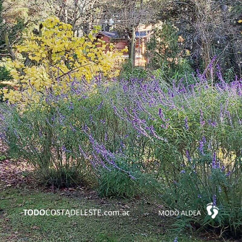 jardineria-junio-la-costa