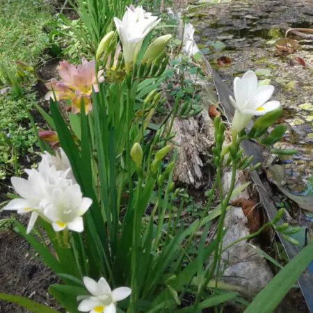 Consejos de jardinería Setiembre La Costa