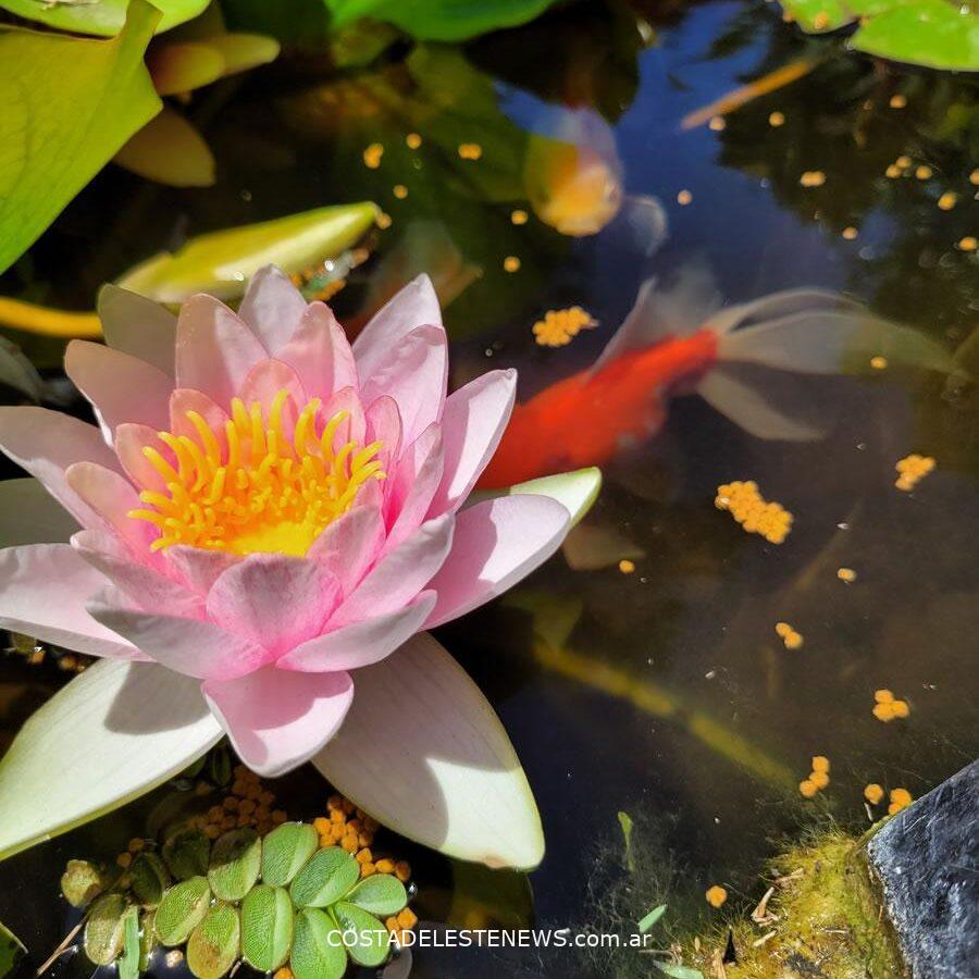 Jardinería en Costa del Este. Guía de actividades para diciembre. Nenufar en estanque