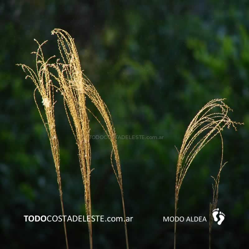 otoño en Costa del Este