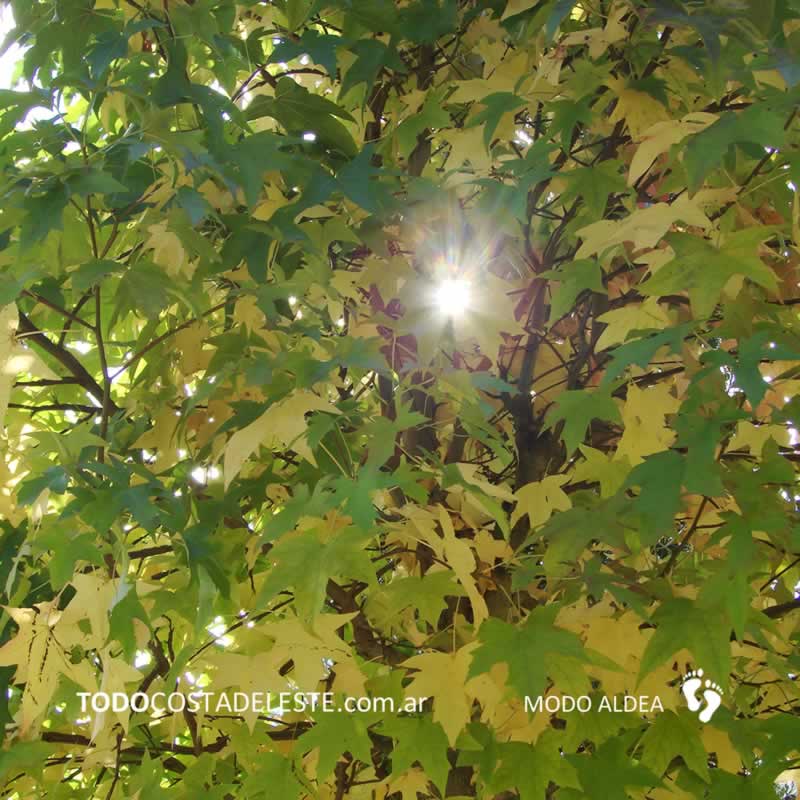 otoño en Costa del Este