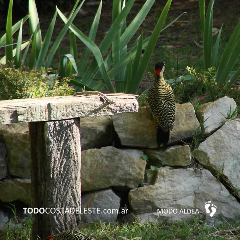 otoño en Costa del Este