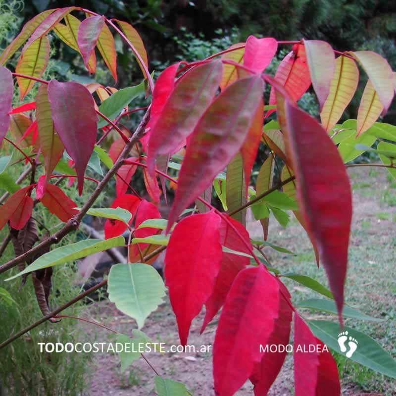 otoño en Costa del Este