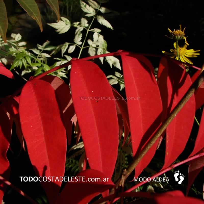otoño en Costa del Este