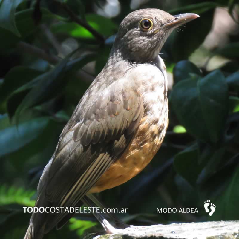 otoño en Costa del Este