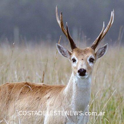 Venado de las pampas